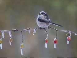Karya Jawara Kontes Foto Burung Bikin Terkesima