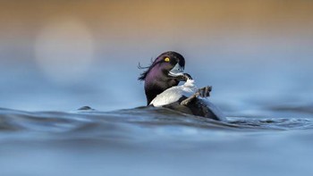 Pilihan Juri: Karya Jason Gericke Foto: The Society of International Nature and Wildlife Photographers