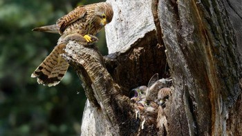 Pilihan Juri: Karya John Ellingsen. Foto: The Society of International Nature and Wildlife Photographers