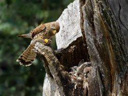 Karya Jawara Kontes Foto Burung Bikin Terkesima