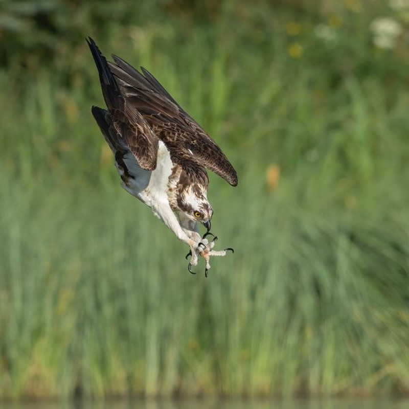 Juawra kontes foto burung