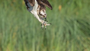 Golden Awarded: Karya Gary Jones Foto: The Society of International Nature and Wildlife Photographers