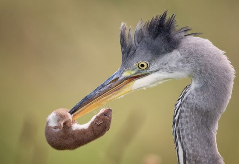 Juawra kontes foto burung