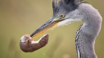 Golden Awarded: Karya Mark Strachan Foto: The Society of International Nature and Wildlife Photographers