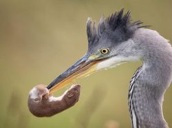 Karya Jawara Kontes Foto Burung Bikin Terkesima
