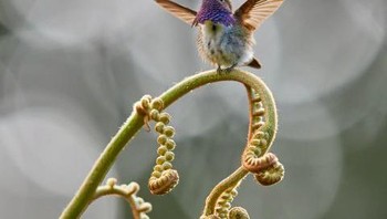 Golden Awarded: Karya Hary Spicer Foto: The Society of International Nature and Wildlife Photographers