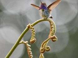 Karya Jawara Kontes Foto Burung Bikin Terkesima