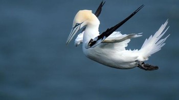 Golden Awarded: Karya:Mitchell Lewis Foto: The Society of International Nature and Wildlife Photographers 