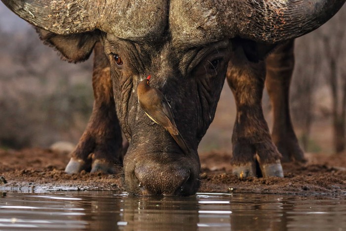 Juawra kontes foto burung