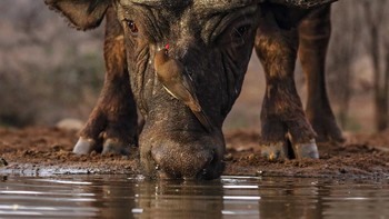 Juara pertama diraih Alan Jones. Detail teknis: Canon EOS 70D, Canon 100-400mm IS II USM at 100mm, manual exposure mode f5.6, 1/125, at 1600 ISO. Foto: The Society of International Nature and Wildlife Photographers