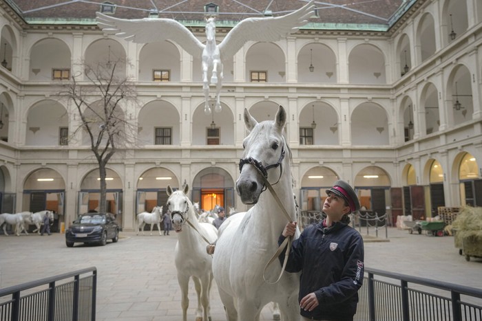 Para petugas membawa kuda jenis Lipizzaner di sekolah berkuda di Wina, Austria (24/11).  Pertunjukan yang biasanya dipenuhi penonton tiba-tiba sunyi karena kebijakan lockdown Covid-19.