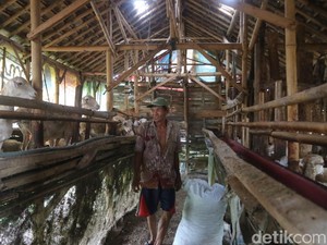 Menengok Eks Lokalisasi Gribig Kudus yang Kini Disulap Jadi Peternakan