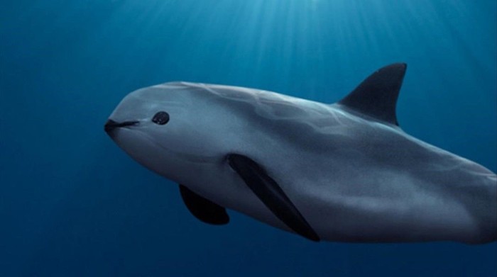 Vaquita (Phocoeana sinus), hewan langka spesies lumba-lumba yang terancam punah.