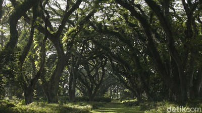 Banyuwangi Punya Hutan Ala Lord of The Rings Loh...