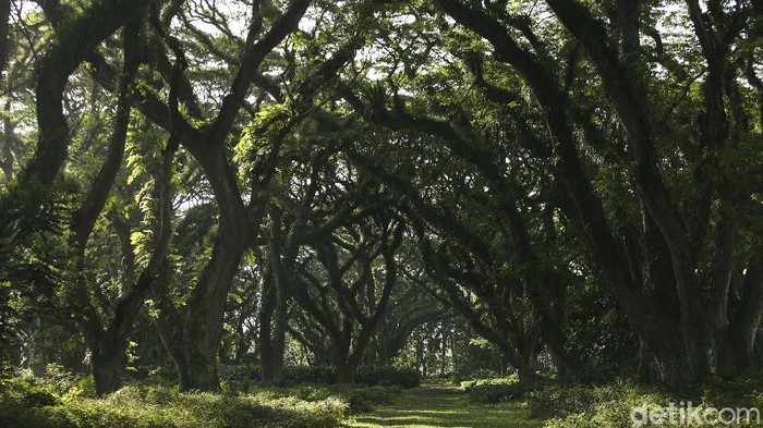 Tak perlu jauh-jauh ke Selandia Baru untuk menikmati hutan yang mirip di negeri dongeng. Di Banyuwangi juga ada lho. Namanya Hutan De Djawatan.