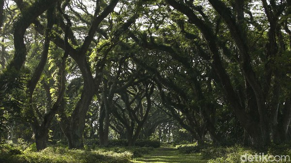 Popularitas Hutan De Djawatan ini agaknya sesuai dengan keindahan alam di sana. Daya tarik utama destinasi ini adalah gugusan pohon trembesi yang membuat kesan seperti dalam dunia fiksi.