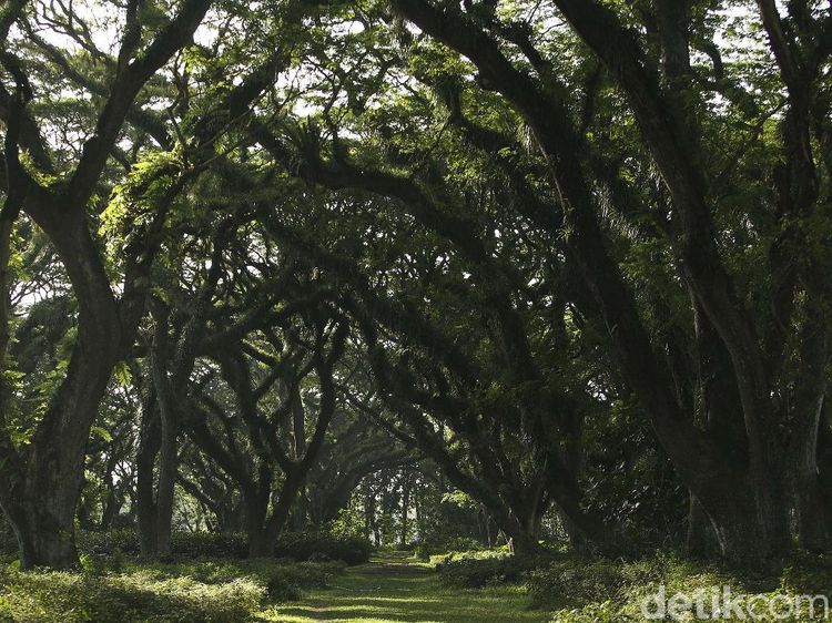 Banyuwangi Punya Hutan Ala Lord of The Rings Loh...