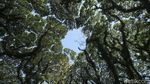 Banyuwangi Punya Hutan Ala Lord of The Rings Loh...