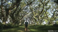 Tak cuma menyuguhkan pemandangan pohon trembesi, di sekitar Hutan De Djawatan juga terdapat kafe-kafe yang cocok untuk nongkrong. Jangan lewatkan juga beberapa spot foto menarik yang dapat kamu manfaatkan.