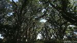 Banyuwangi Punya Hutan Ala Lord of The Rings Loh...