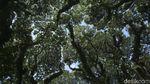 Banyuwangi Punya Hutan Ala Lord of The Rings Loh...