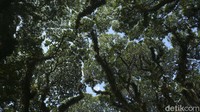 Hutan De Djawatan memberlakukan transaksi cashless. Wisatawan yang ingin kesana juga dapat melakukan booking online melalui situs Banyuwangi Tourism.