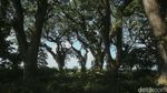 Banyuwangi Punya Hutan Ala Lord of The Rings Loh...