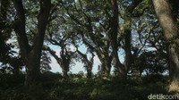 Traveler yang penasaran ingin membuktikan sendiri keindahan Hutan De Djawatan, dapat datang langsung ke tempat wisata yang terletak di Benculuk, Cluring, Kabupaten Banyuwangi. Tiket masuknya adalah Rp 5.000.