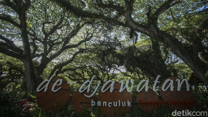 Tak perlu jauh-jauh ke Selandia Baru untuk menikmati hutan yang mirip di negeri dongeng. Di Banyuwangi juga ada lho. Namanya Hutan De Djawatan.