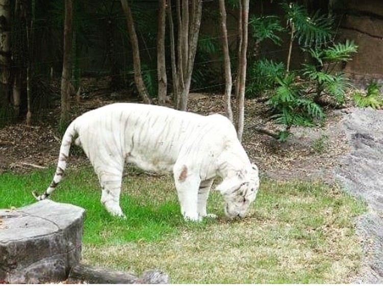 fotoinet hewan albino langka mengagumkan