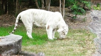 Harimau. Foto: Brightside