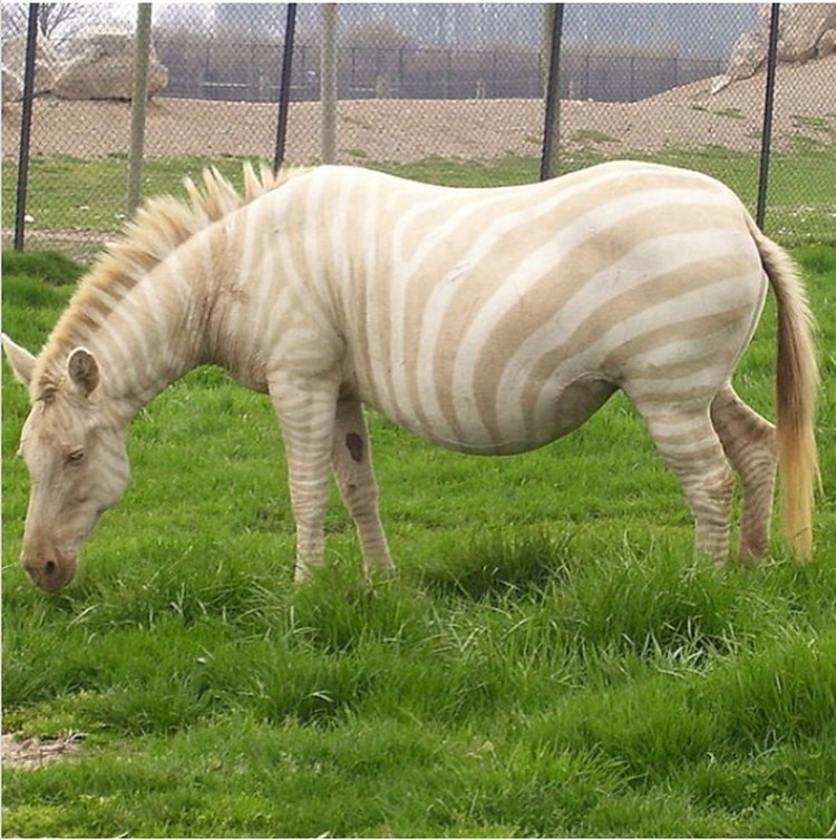 fotoinet hewan albino langka mengagumkan fotoinet hewan albino langka mengagumkan