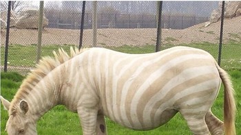 Zebra, garis hitamnya pun juga putih. Foto: Brightside