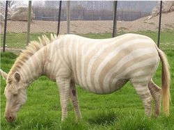 Kumpulan Hewan Albino yang Langka nan Mengagumkan