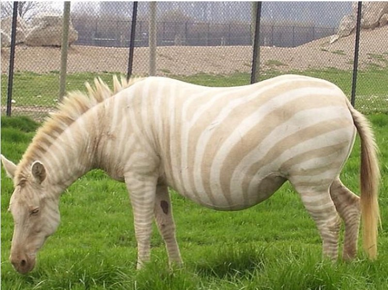 fotoinet hewan albino langka mengagumkan