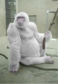 fotoinet hewan albino langka mengagumkan