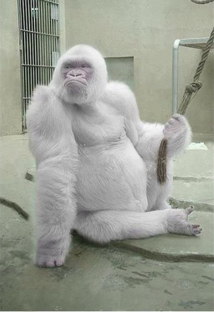 fotoinet hewan albino langka mengagumkan