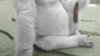 Gorila putih. Foto: Brightside