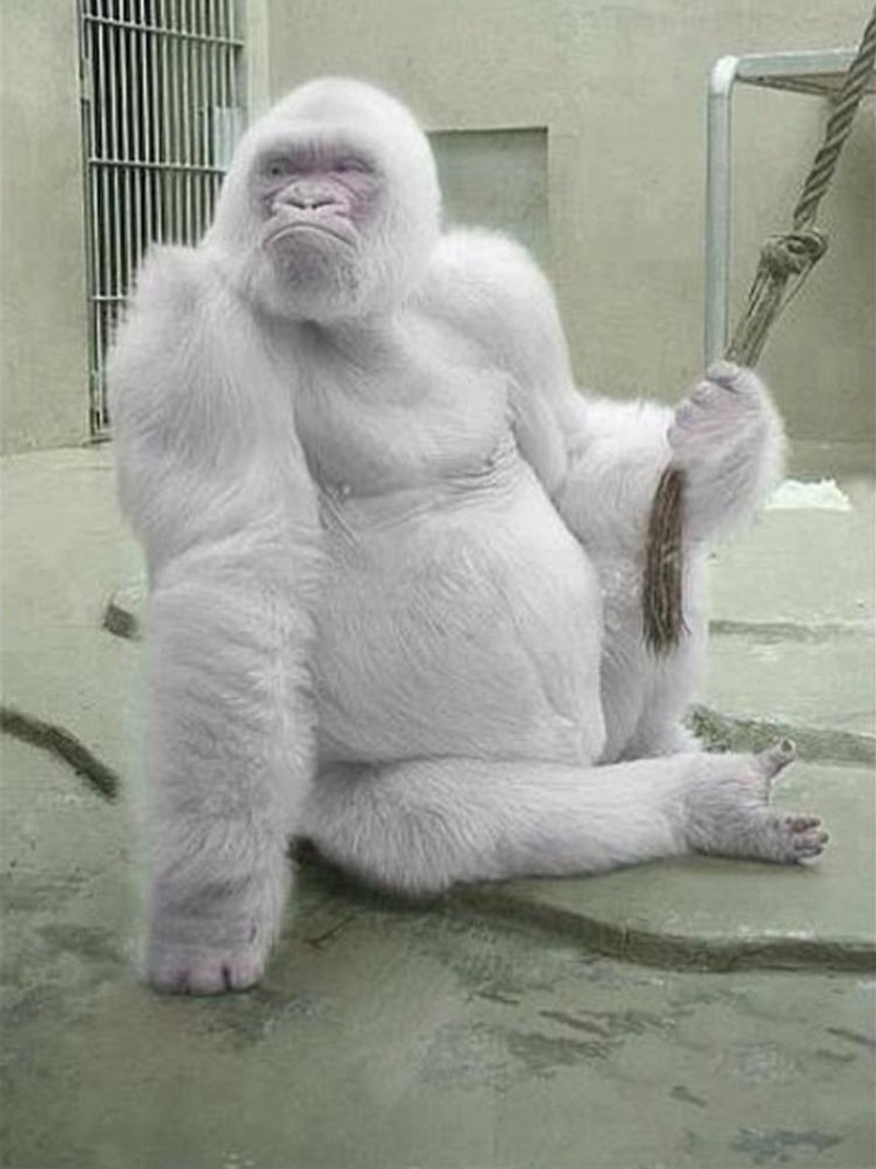 fotoinet hewan albino langka mengagumkan