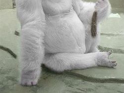 Kumpulan Hewan Albino yang Langka nan Mengagumkan