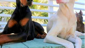 Anjing hitam dan putih. Foto: Brightside