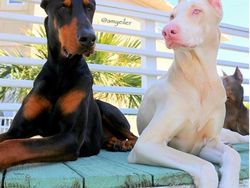 Kumpulan Hewan Albino yang Langka nan Mengagumkan