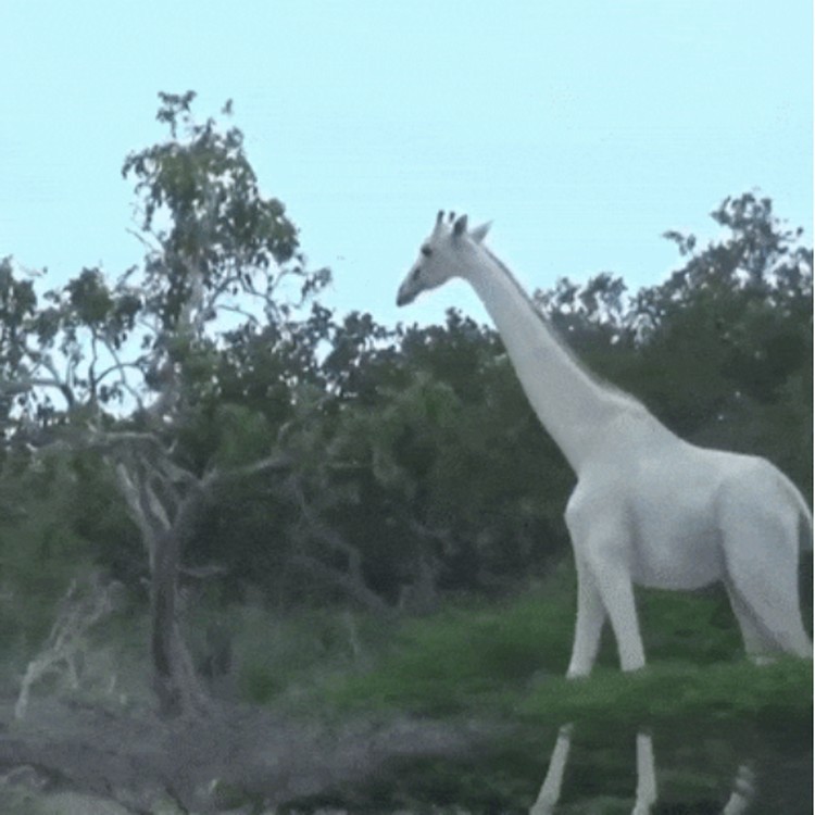 fotoinet hewan albino langka mengagumkan