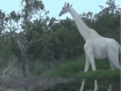 Kumpulan Hewan Albino yang Langka nan Mengagumkan