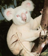 fotoinet hewan albino langka mengagumkan