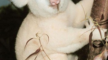 Gemas, si koala putih. Foto: Brightside