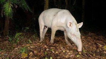 Tapir albino, semua warnanya jadi putih. Foto: Brightside