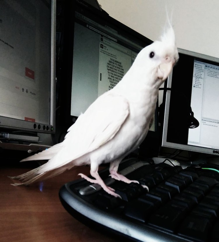 fotoinet hewan albino langka mengagumkan