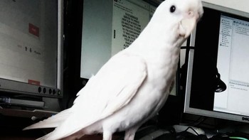 Kakatua. Foto: Brightside