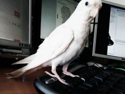 Kumpulan Hewan Albino yang Langka nan Mengagumkan